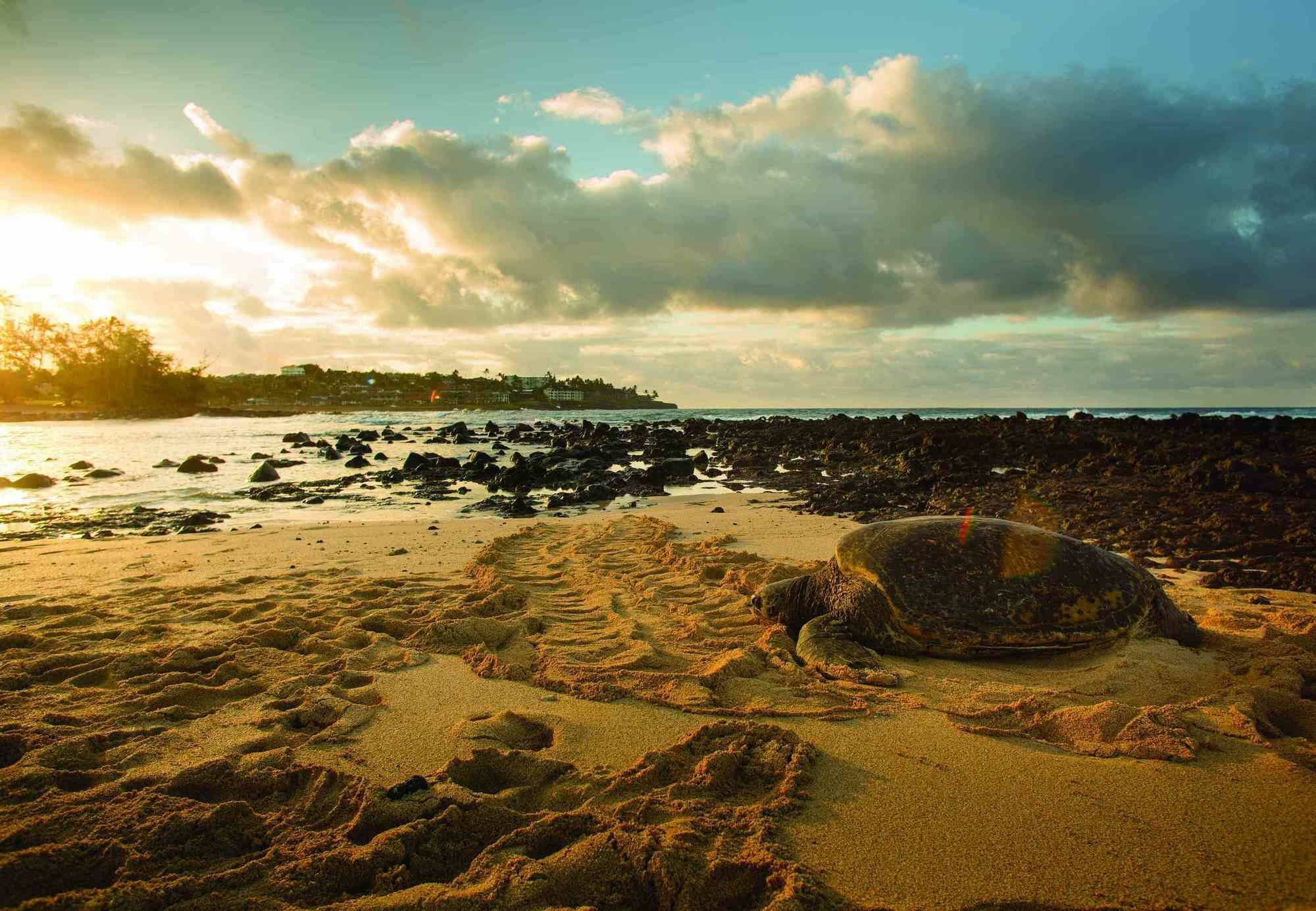 Marriott'S Waiohai Beach Club Koloa Exterior photo